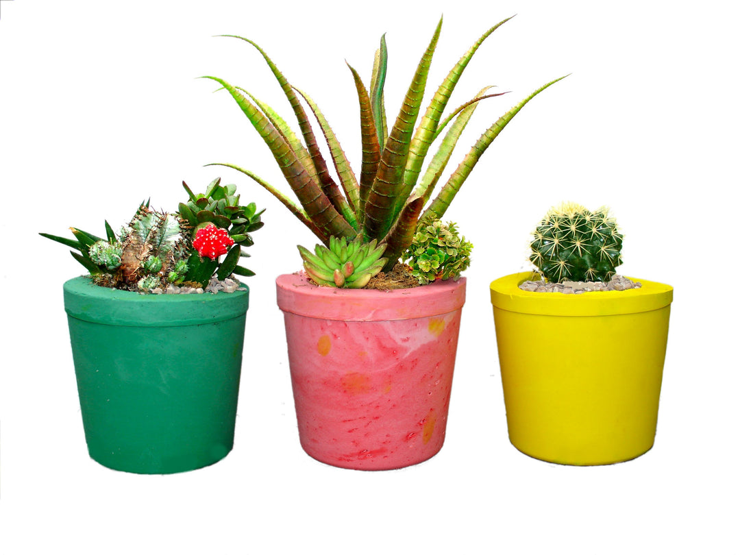 Examples from the Magic Plant Pot Kit